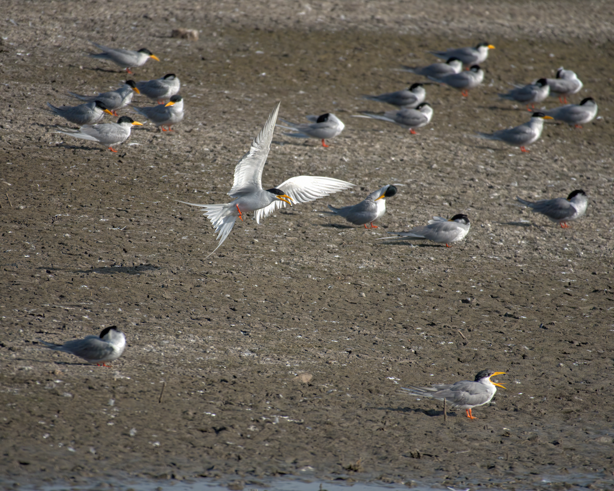 River Tern - Jayendra Rakesh Yeka