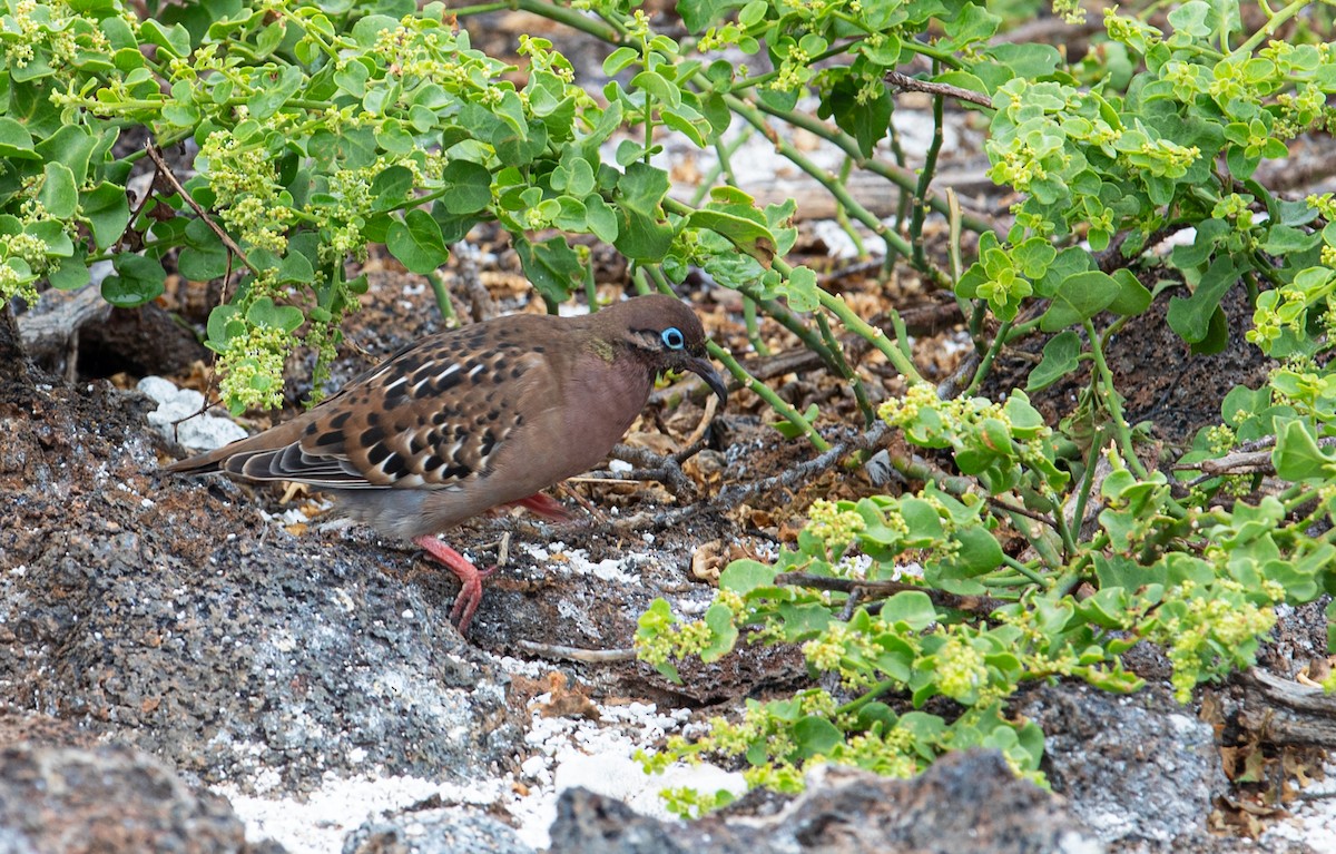 Galapagos Dove - Neil Dowling