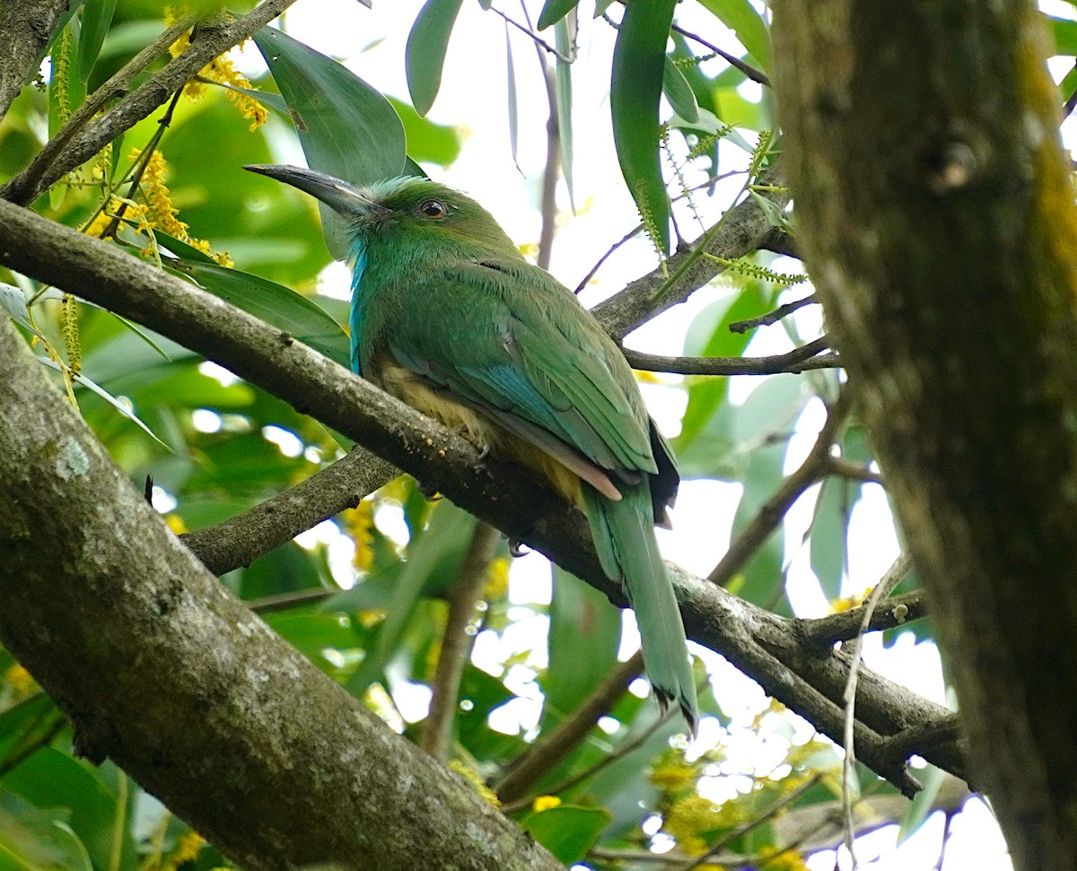 Blue-bearded Bee-eater - ML622125404