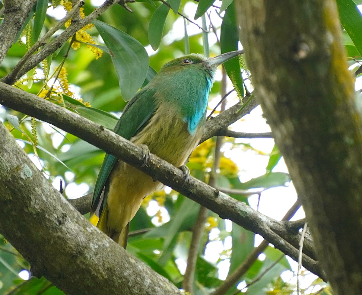 Blue-bearded Bee-eater - ML622125405