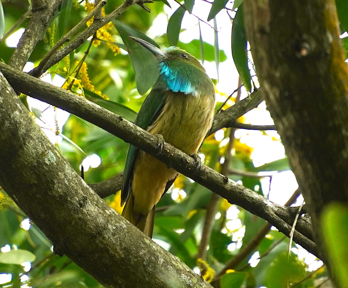 Blue-bearded Bee-eater - ML622125406