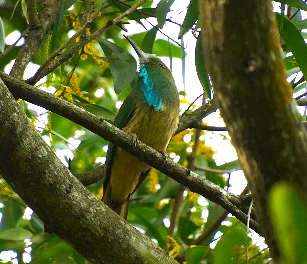 Blue-bearded Bee-eater - ML622125407