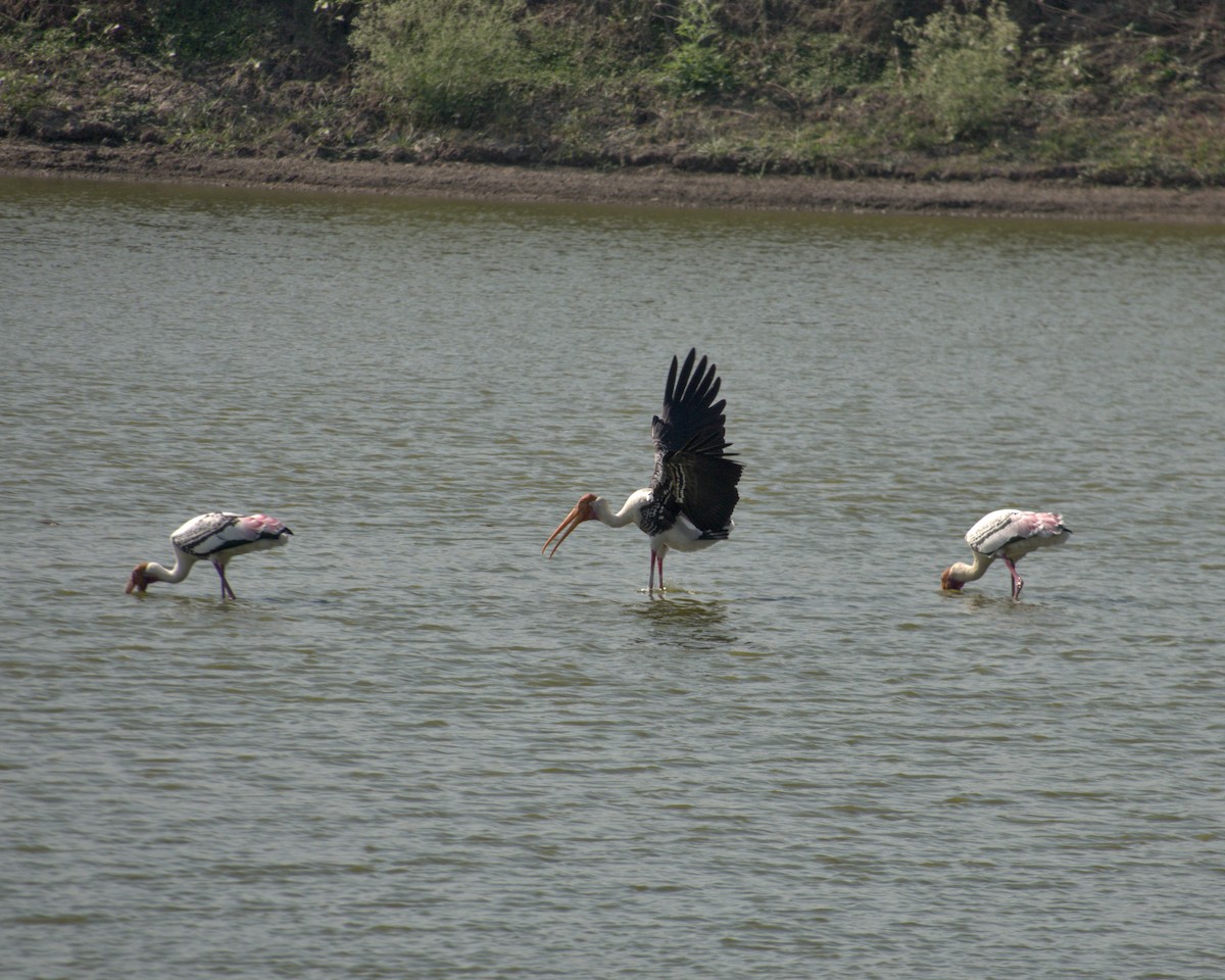 Painted Stork - ML622125408