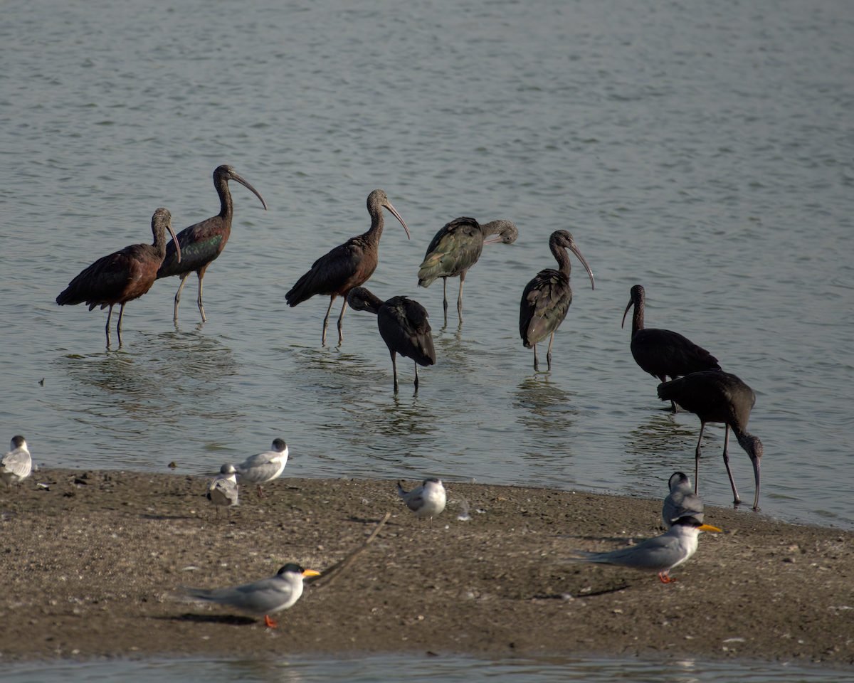 Glossy Ibis - ML622125409