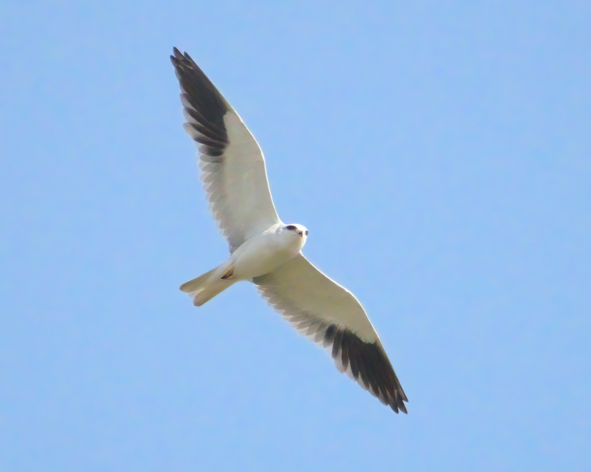 Black-winged Kite - ML622125410