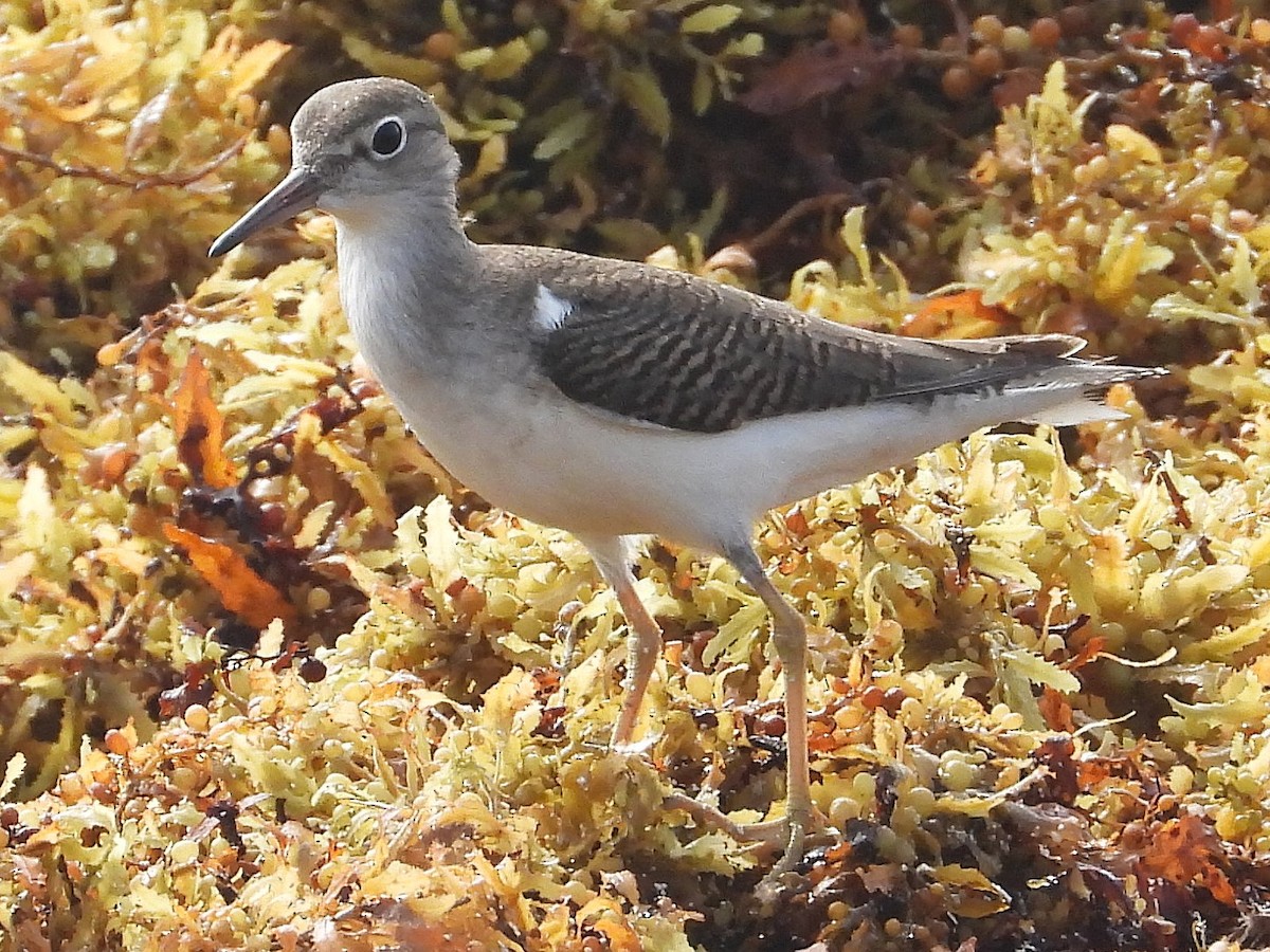 Spotted Sandpiper - ML622125411