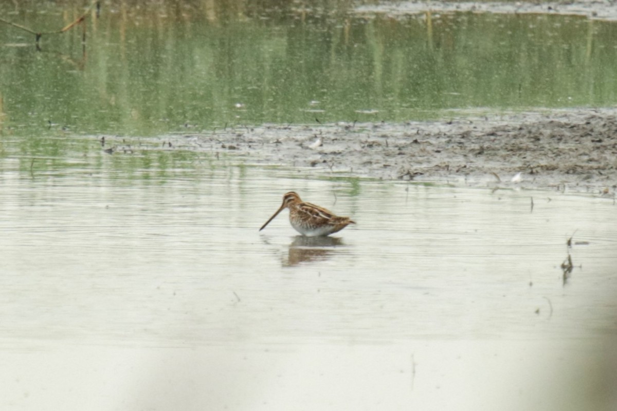 Common Snipe - ML622125412