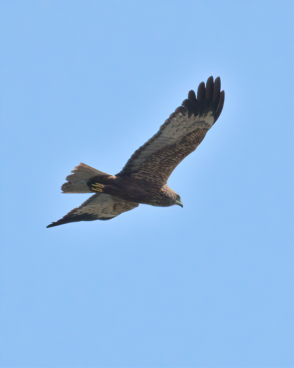 Western Marsh Harrier - ML622125413