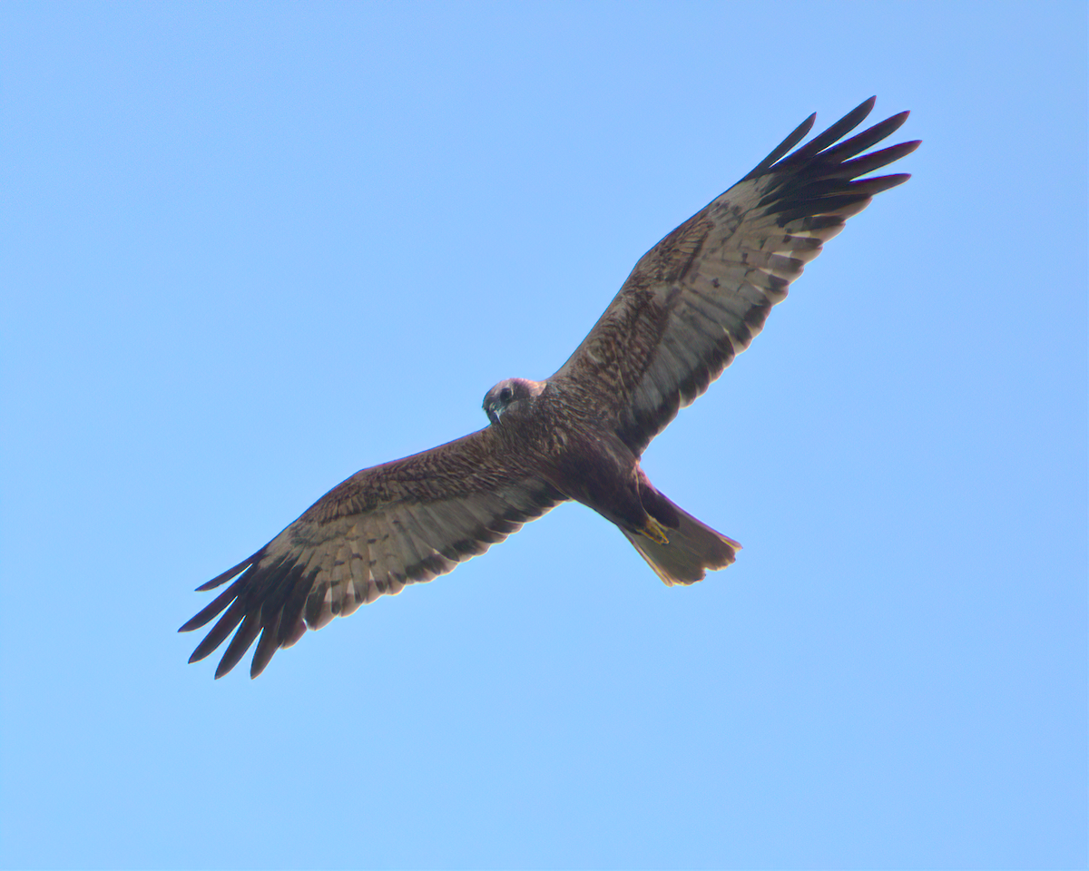 Western Marsh Harrier - ML622125414