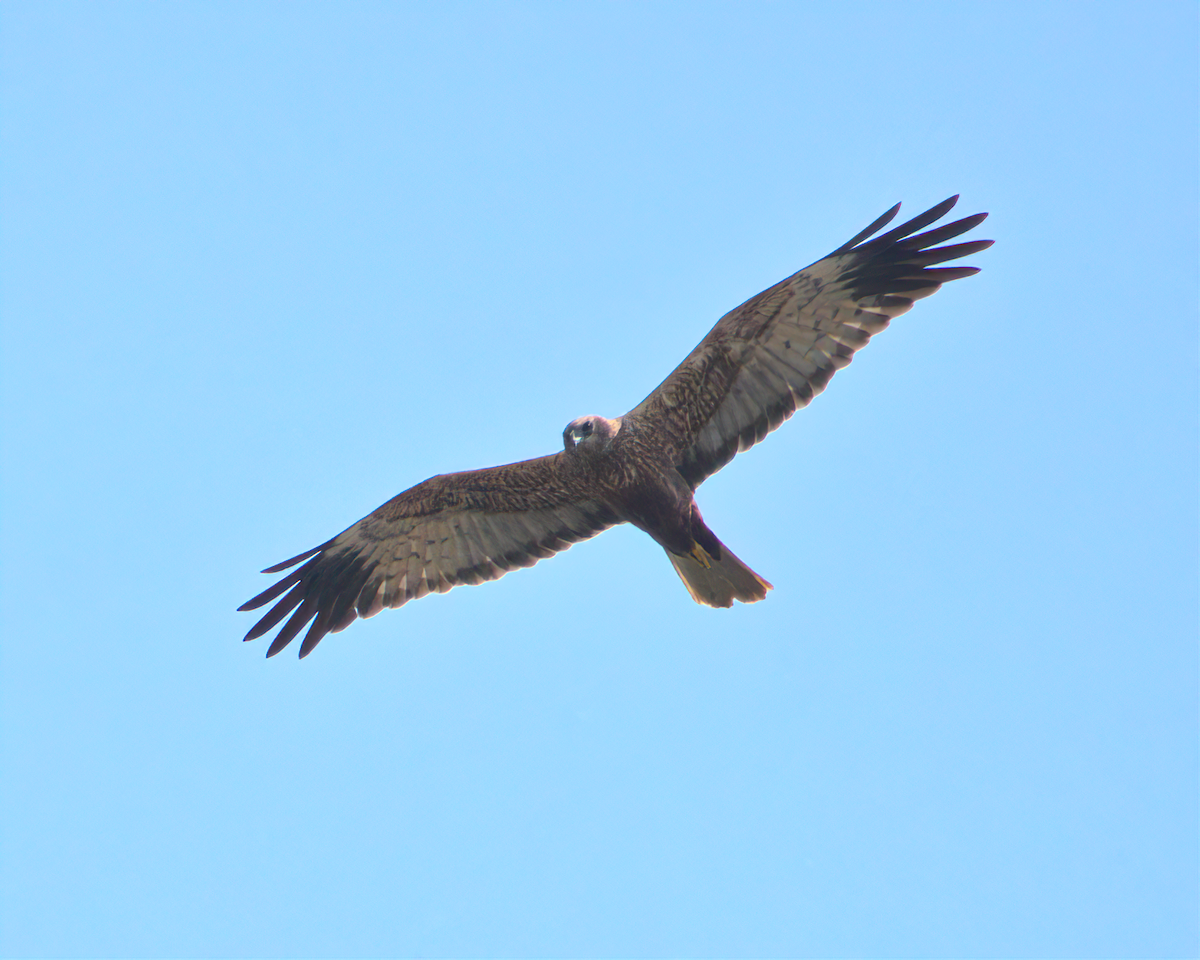 Western Marsh Harrier - ML622125415