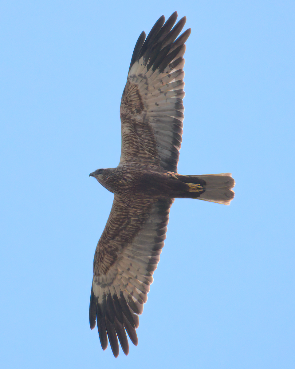 Western Marsh Harrier - ML622125416