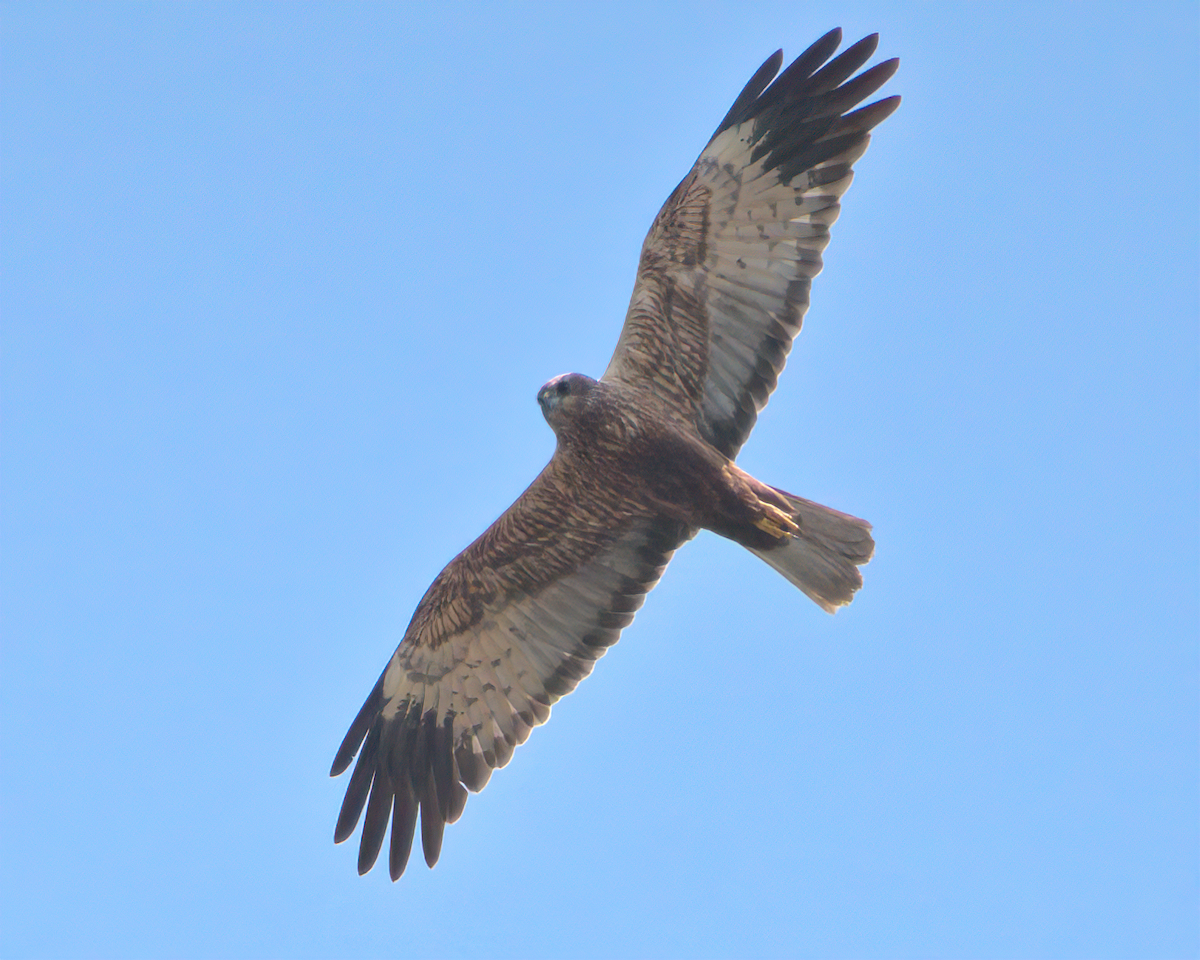 Western Marsh Harrier - Jayendra Rakesh Yeka