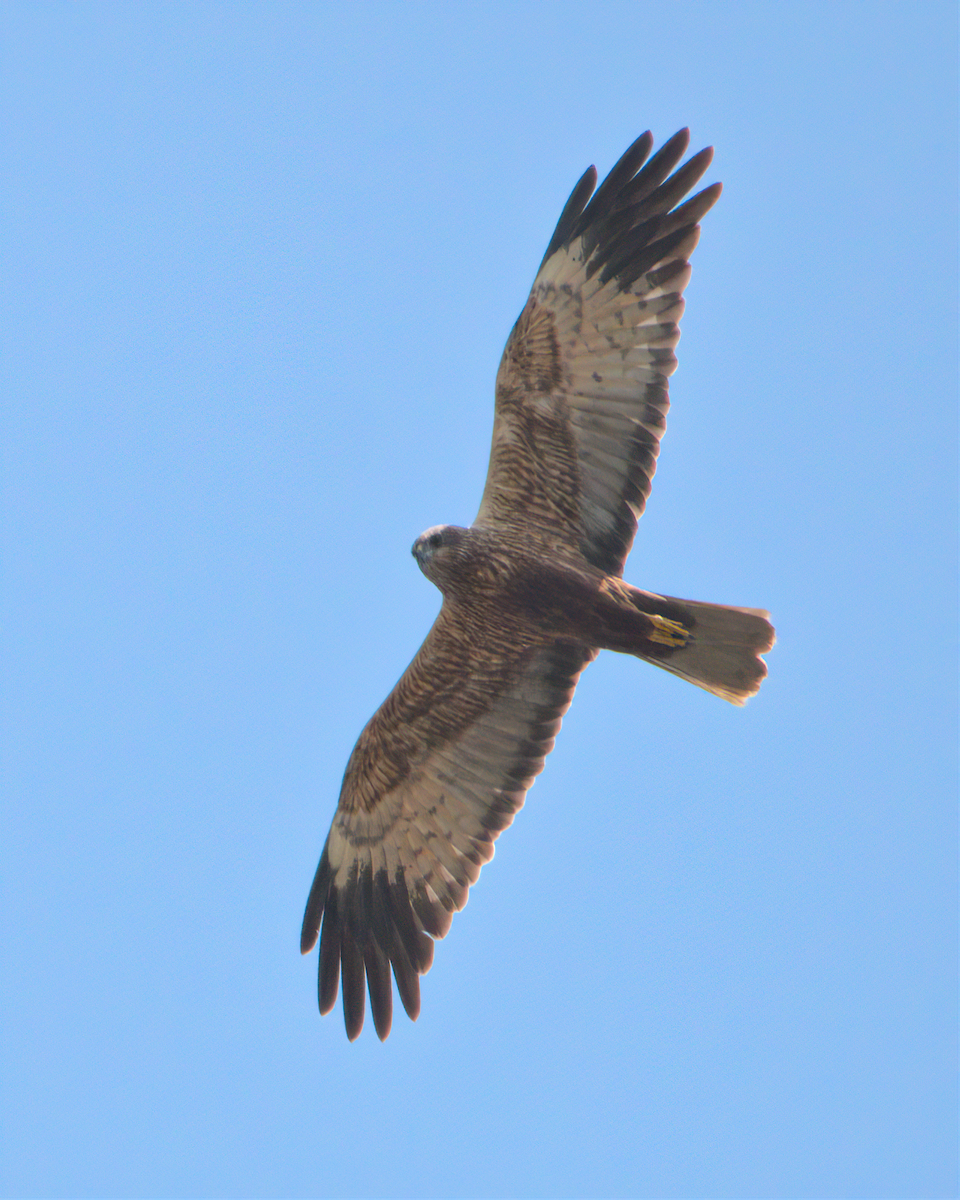 Western Marsh Harrier - ML622125418