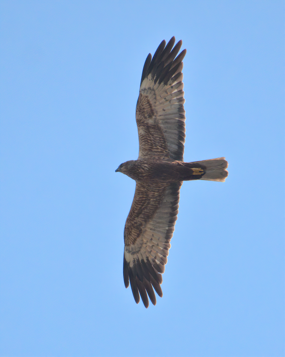 Western Marsh Harrier - ML622125419