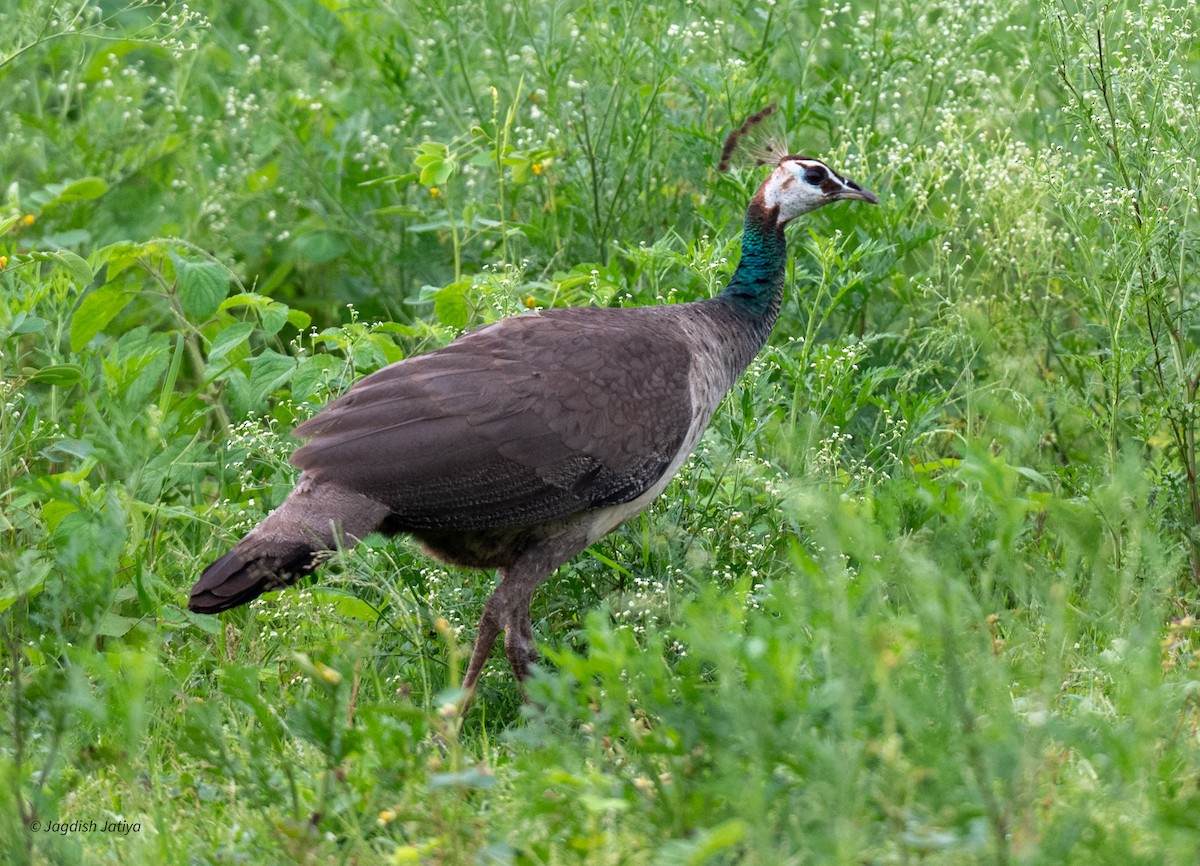 Pavo Real Común - ML622125473