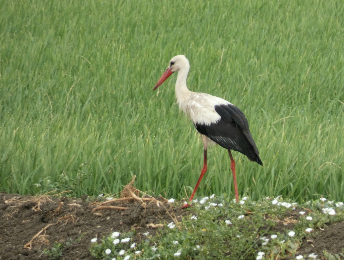 stork - ML622125496