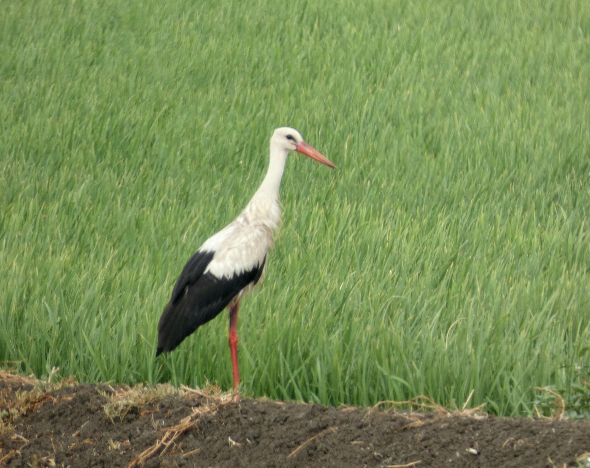 stork - ML622125497