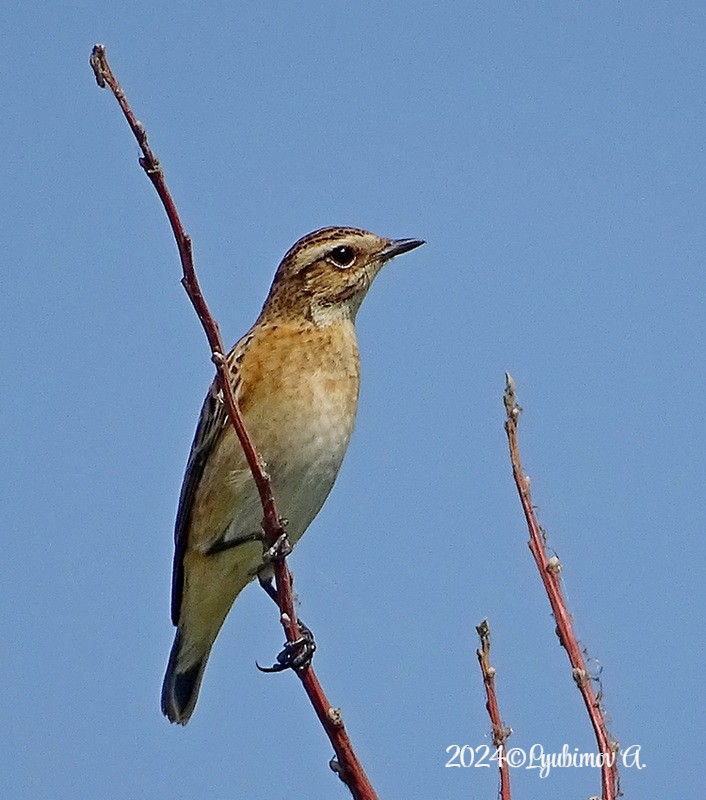 Whinchat - ML622125502