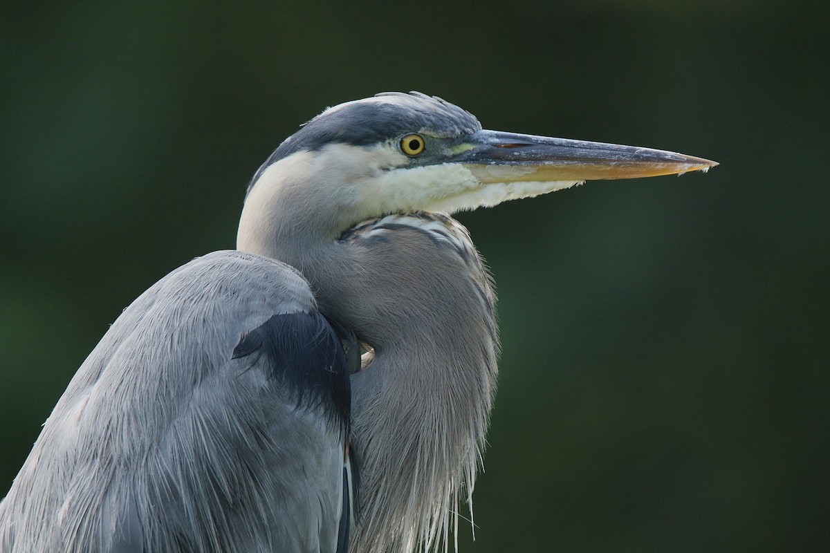 Great Blue Heron (Great Blue) - Howard Patterson