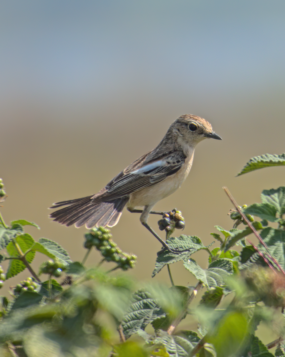 Siberian Stonechat - Jayendra Rakesh Yeka