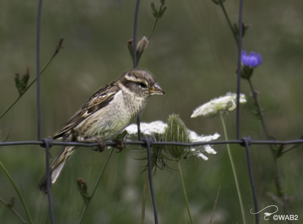 House Sparrow - ML622125528