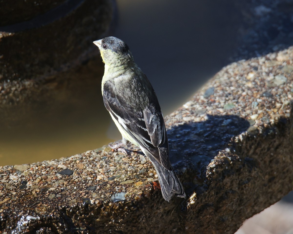 Lesser Goldfinch - Linda Dalton