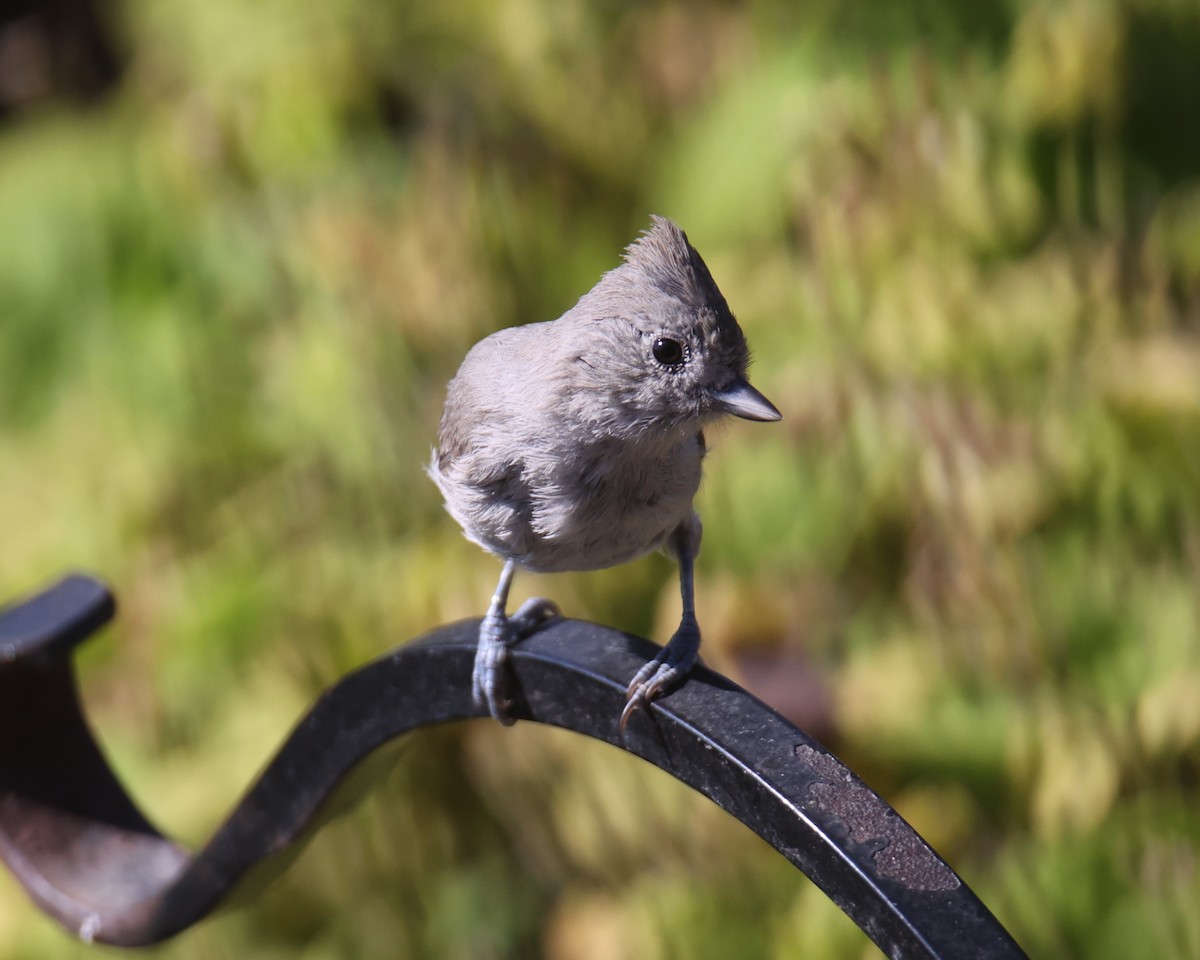 Oak Titmouse - Linda Dalton