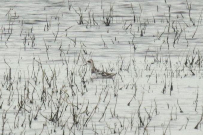 Red-necked Phalarope - Jan Roedolf