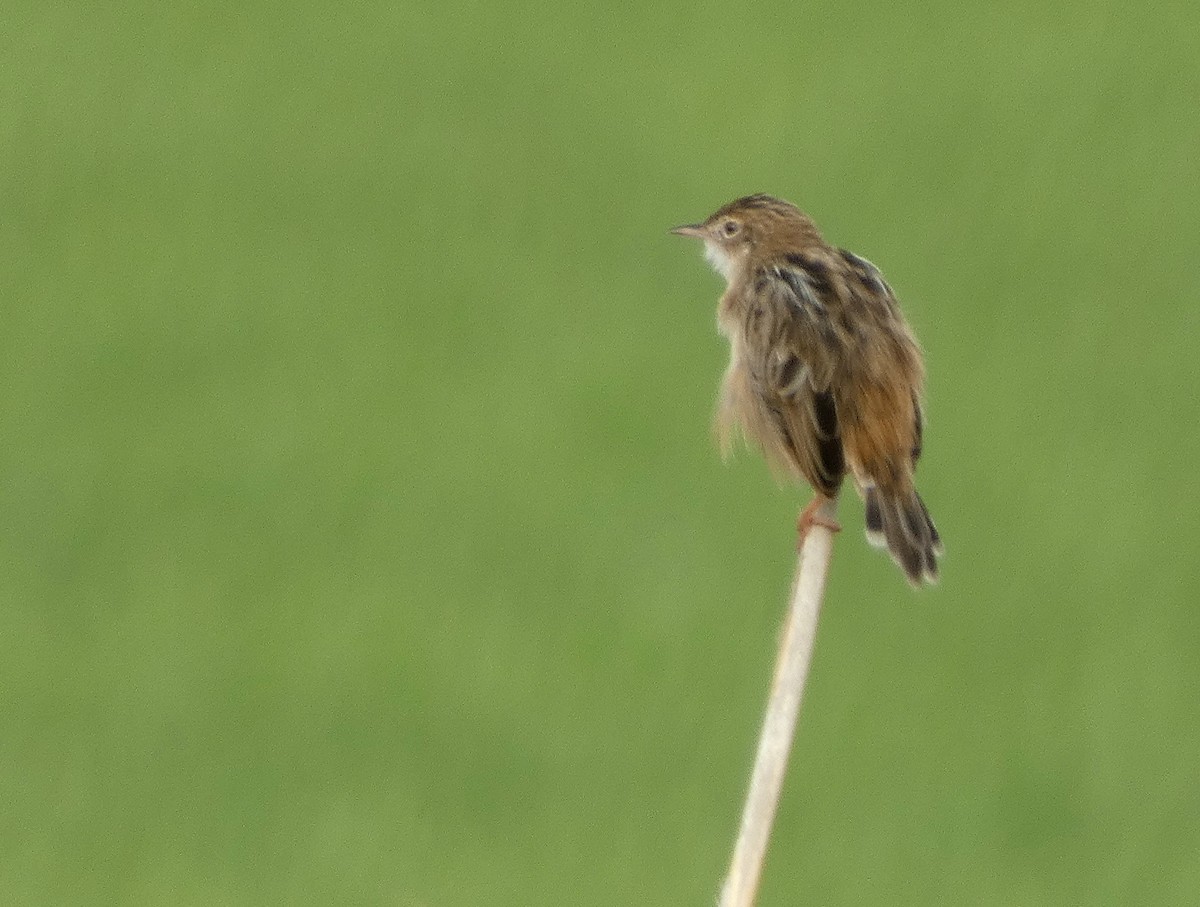 Zitting Cisticola - Peter Milinets-Raby