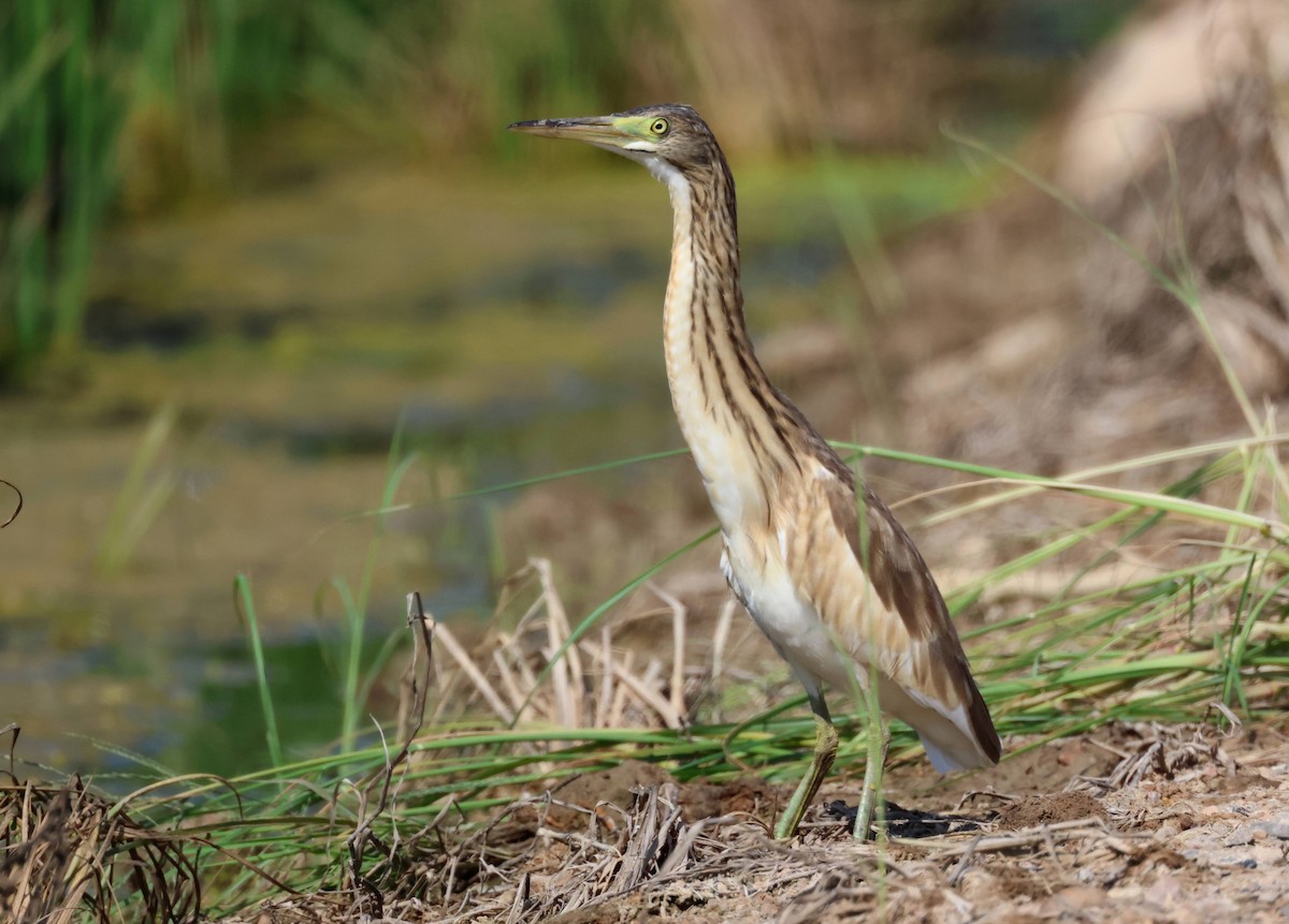 Squacco Heron - Jesus Carrion Piquer