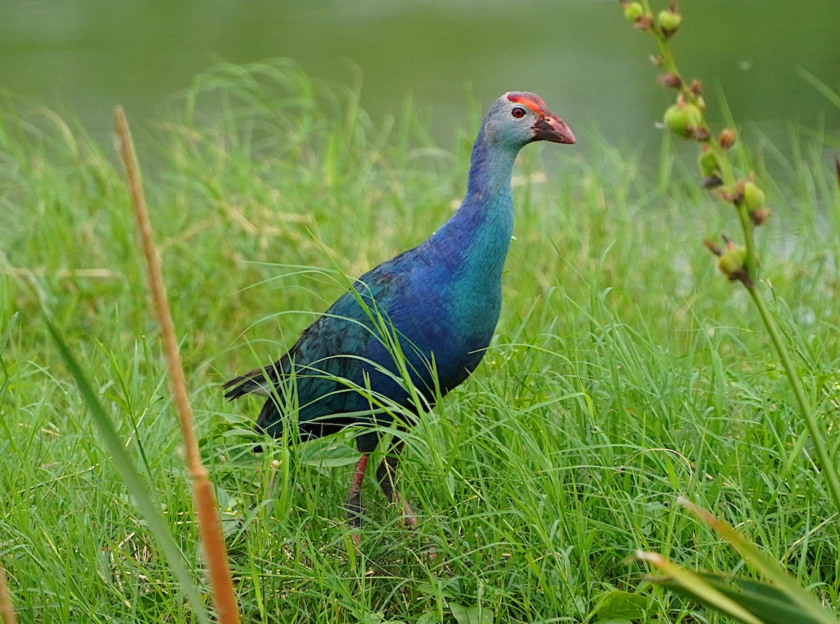 Gray-headed Swamphen - Ayaan S