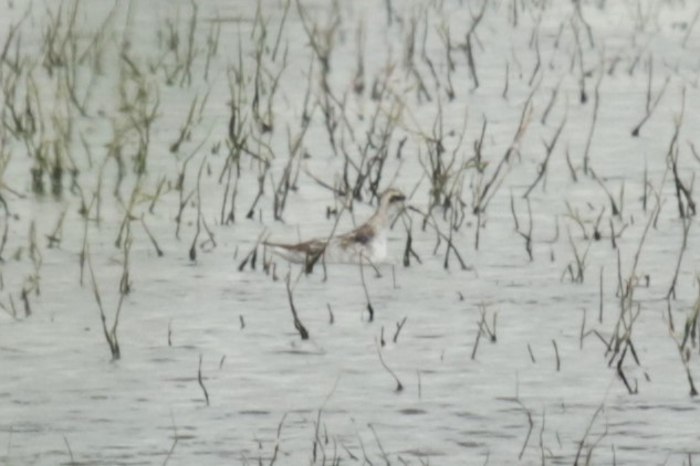 Phalarope à bec étroit - ML622125571