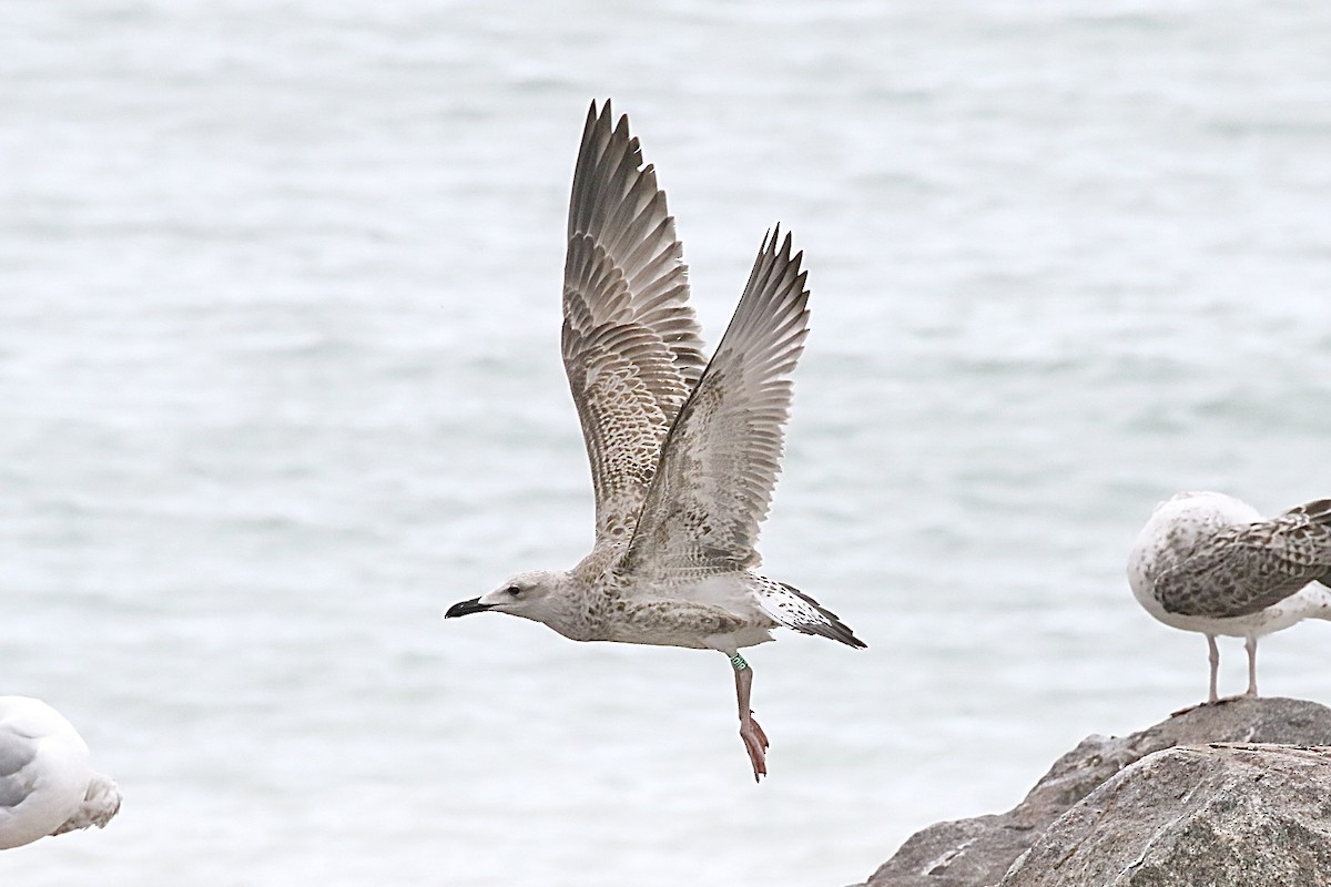 Caspian Gull - Edmund Mackrill