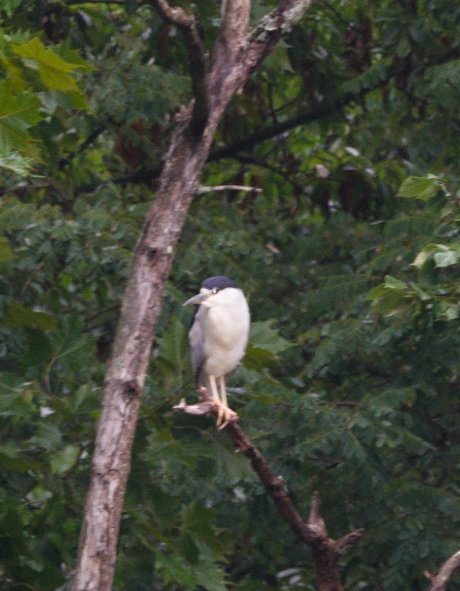 Black-crowned Night Heron (American) - ML622125578