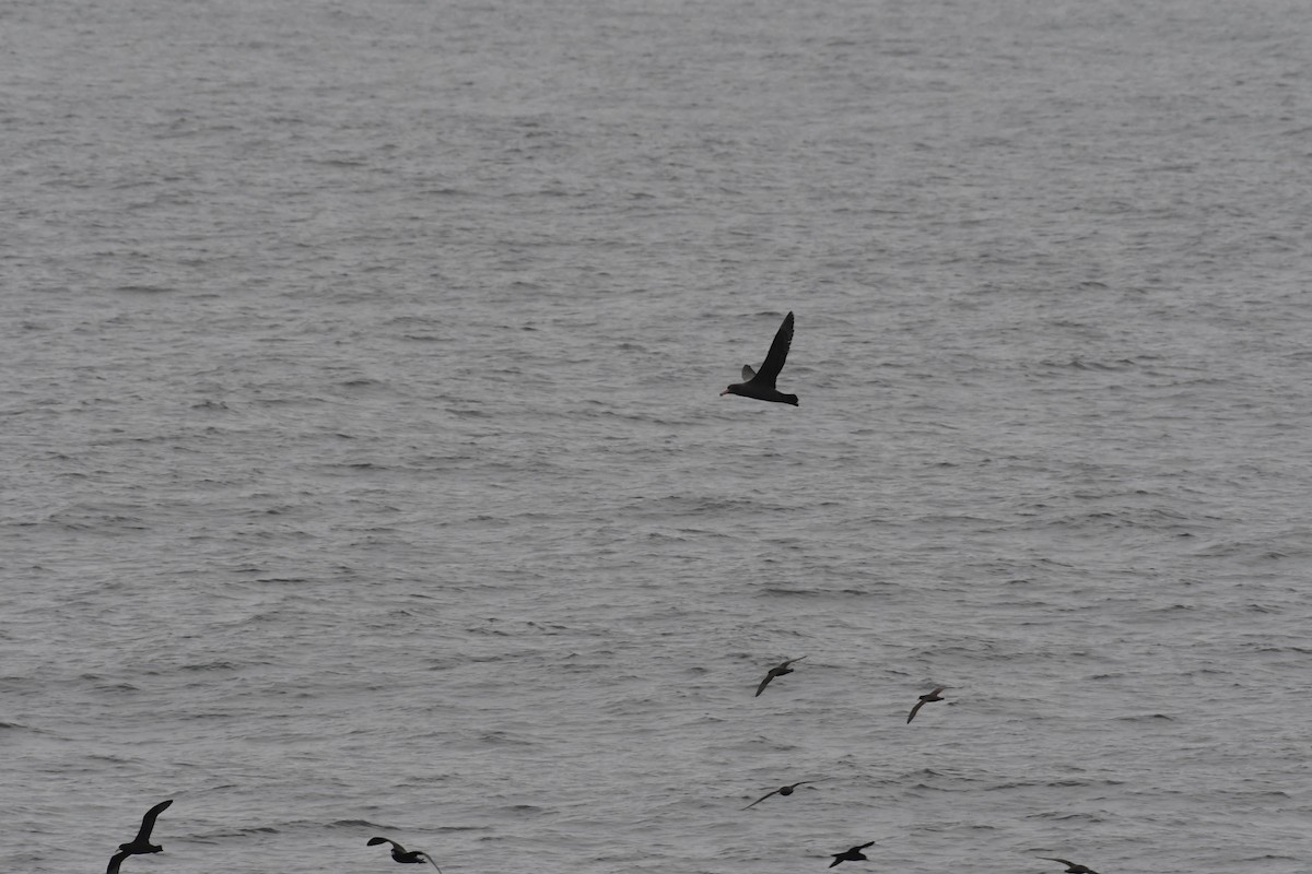 Southern Giant-Petrel - ML622125579