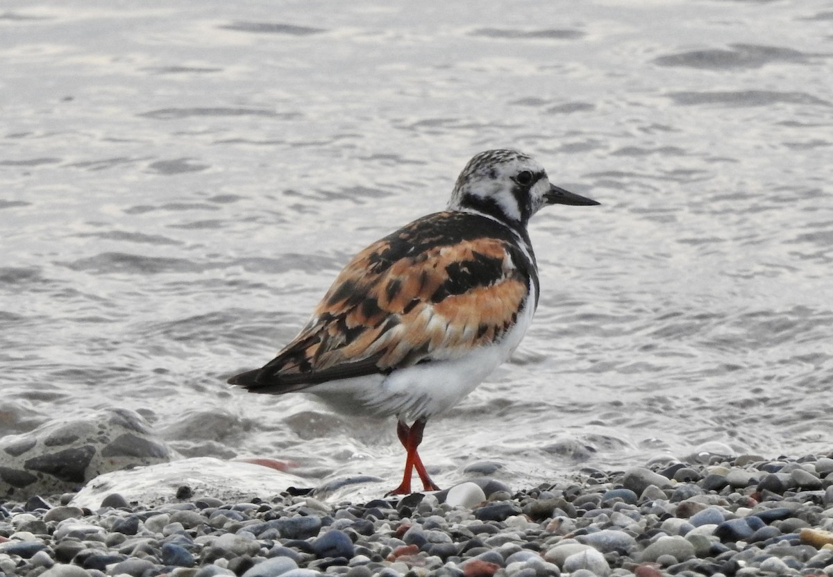 Ruddy Turnstone - ML622125580