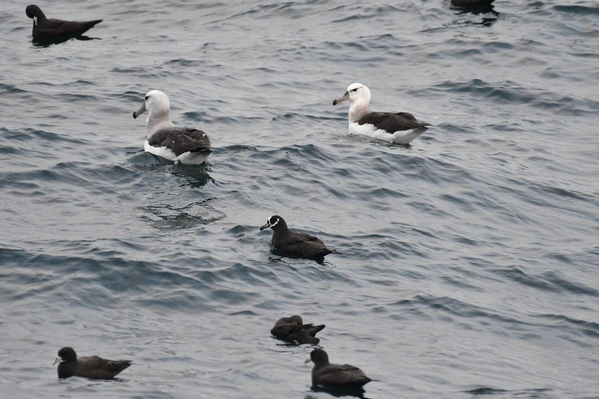 Spectacled Petrel - ML622125584