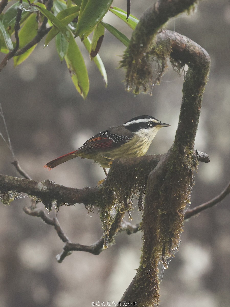 Red-tailed Minla - ML622125587