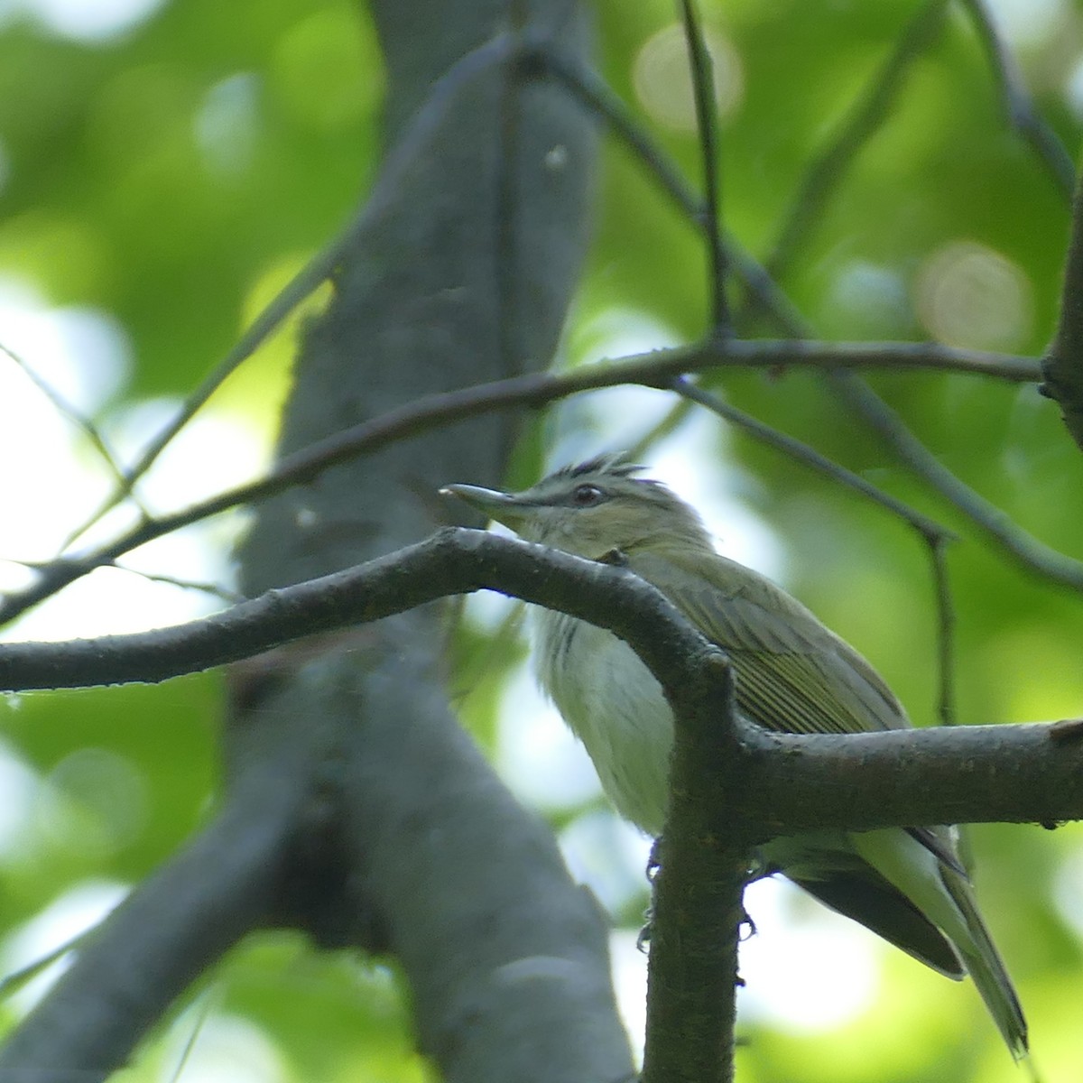 Red-eyed Vireo - ML622125588