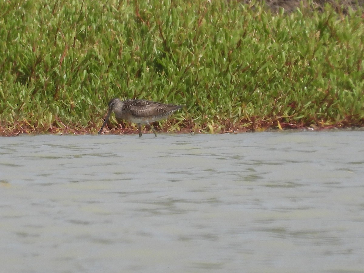 Short-billed Dowitcher - ML622125596