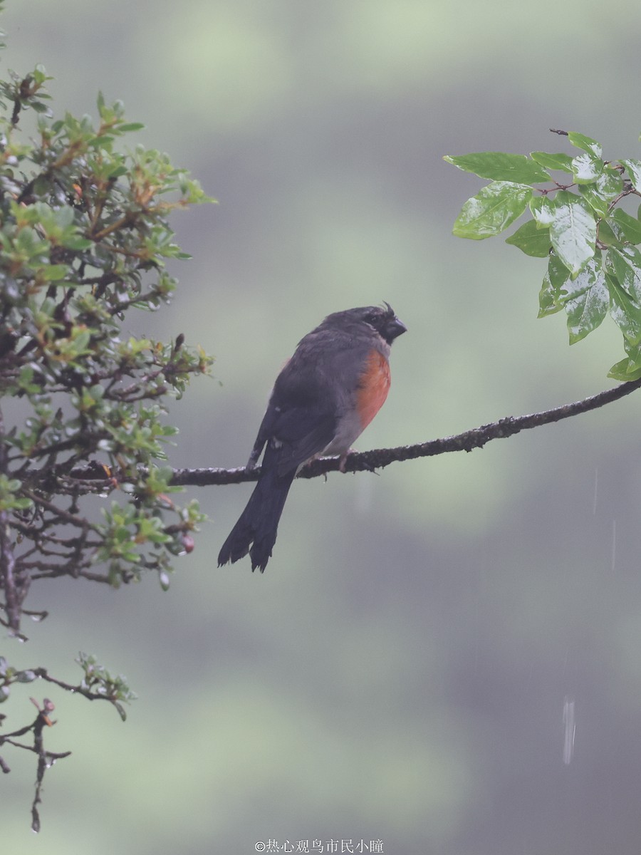 Gray-headed Bullfinch - ML622125598