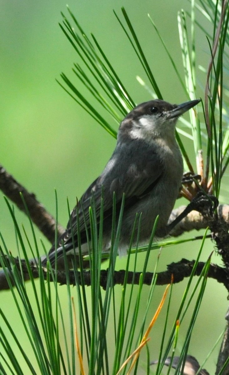 Brown-headed Nuthatch - ML622125599