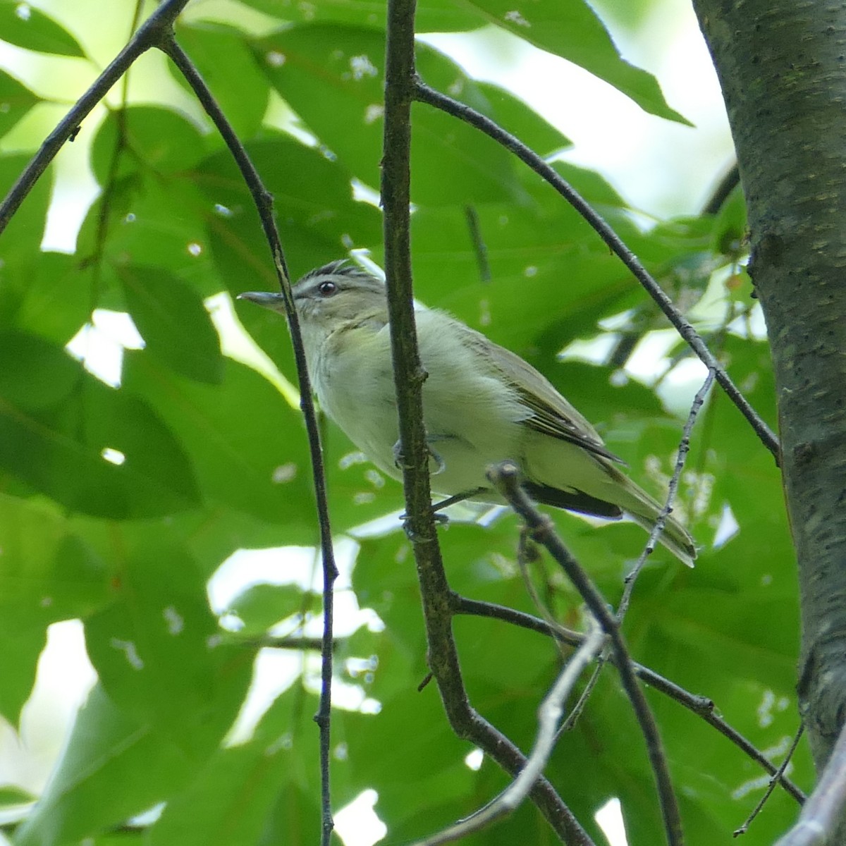 Red-eyed Vireo - Diane Stinson