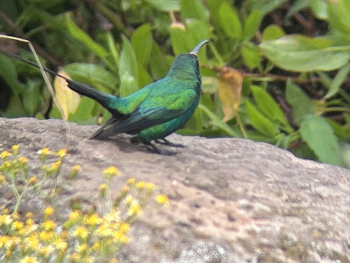 Malachite Sunbird - ML622125602