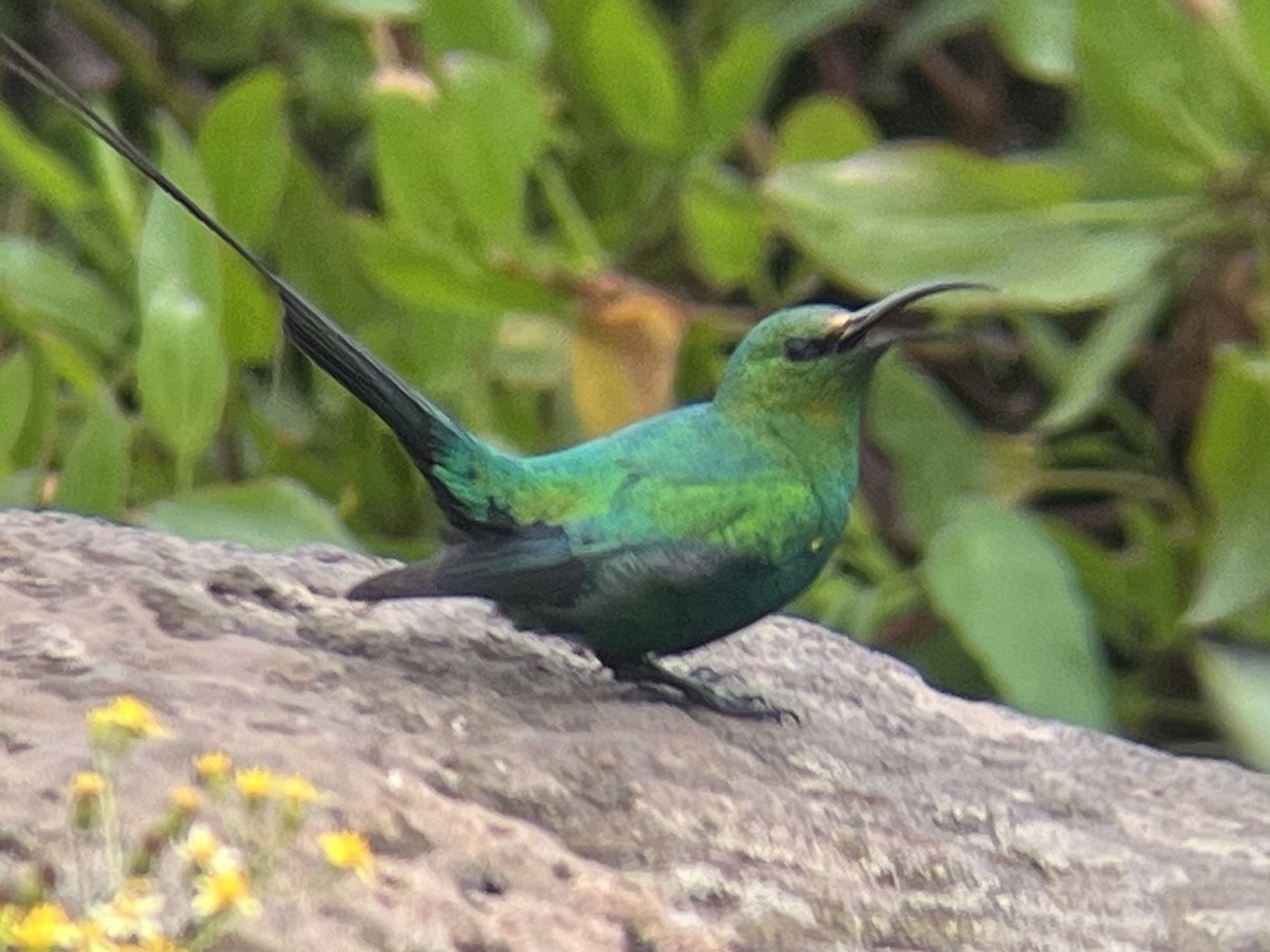 Malachite Sunbird - ML622125603