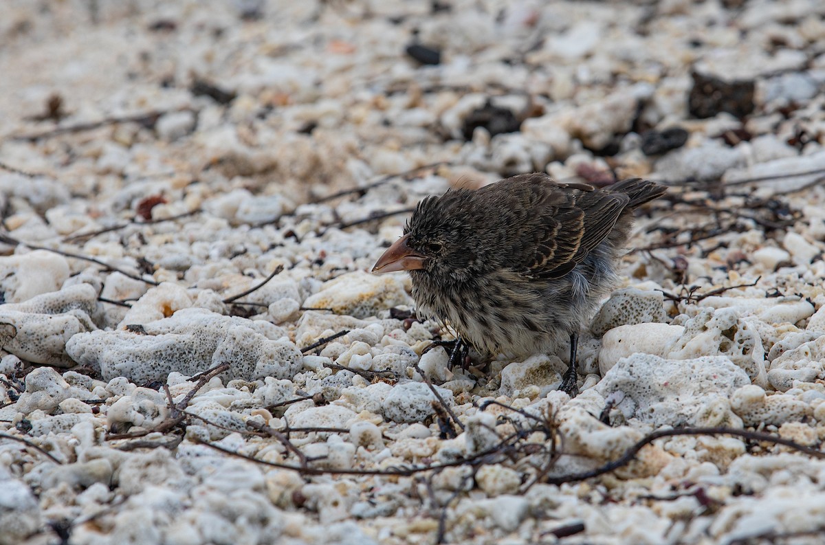 Genovesa Cactus-Finch - ML622125611