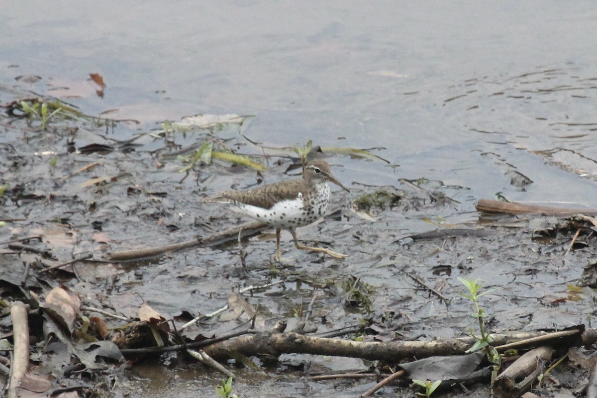 Spotted Sandpiper - ML622125612