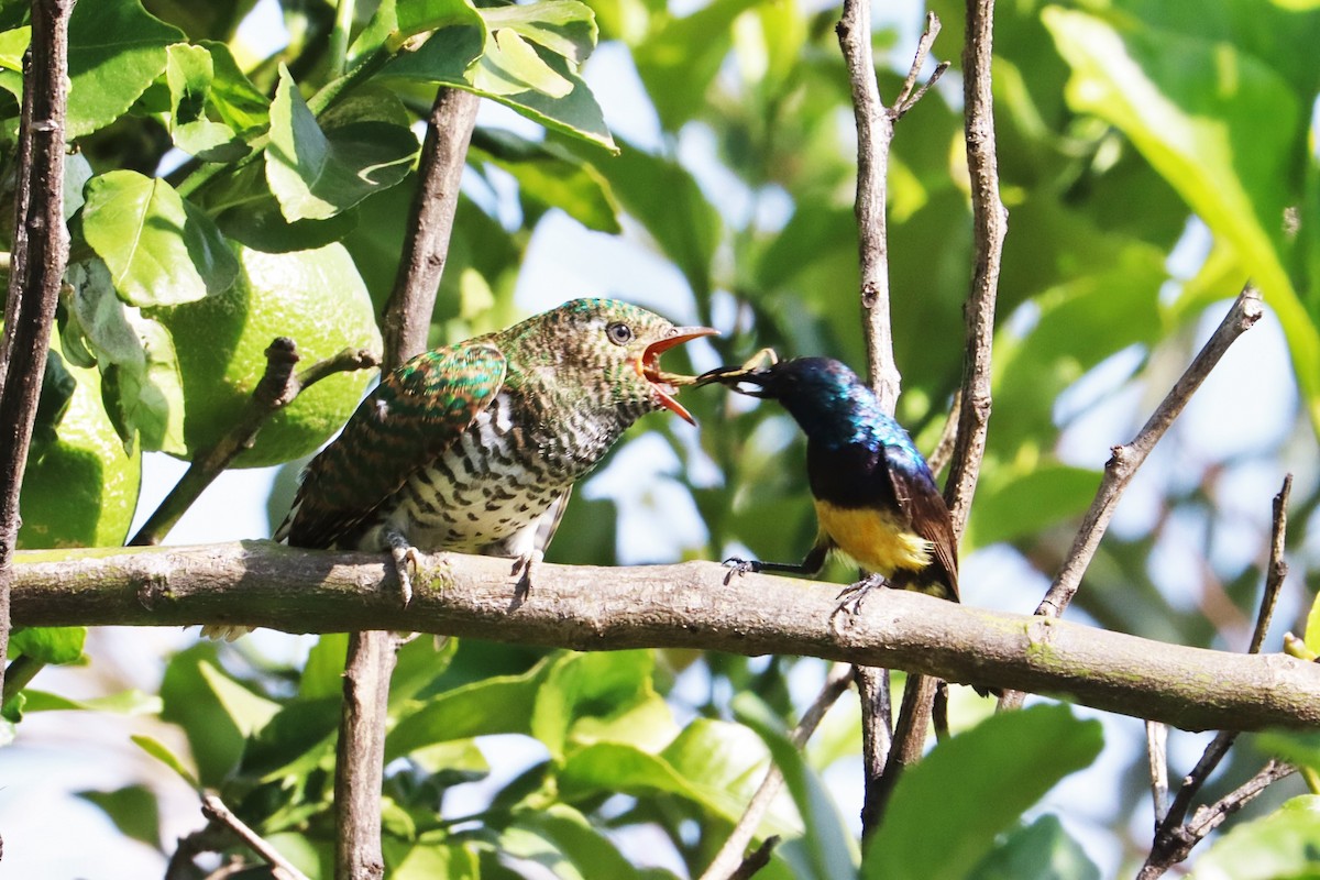 Klaas's Cuckoo - ML622125613