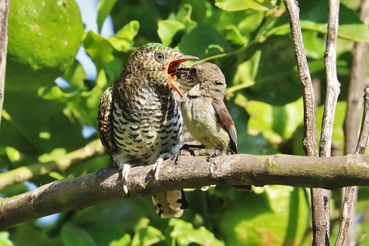 Klaas's Cuckoo - ML622125614