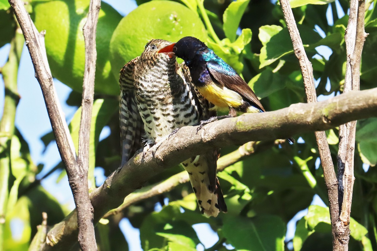 Klaas's Cuckoo - ML622125615